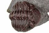 Red Morocops Trilobite - Hmar Laghdad, Morocco #311253-1